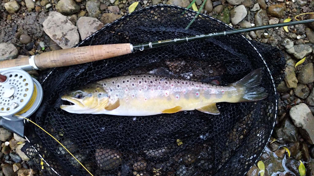 Photo of the last trout of the day
